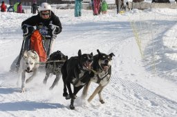 Lenk 2012 SM